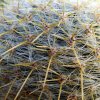 Mammillaria _muehlenpfordtii _a5